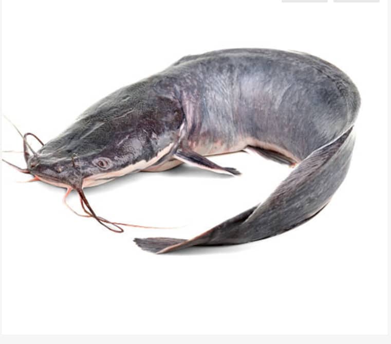 Catfish